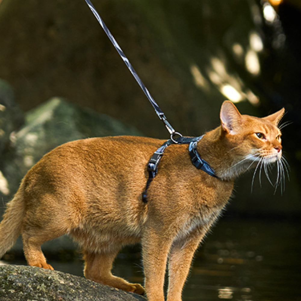 Cat Harness and Leash Set Escape Proof Adjustable Strap H-Shaped Harness Grey