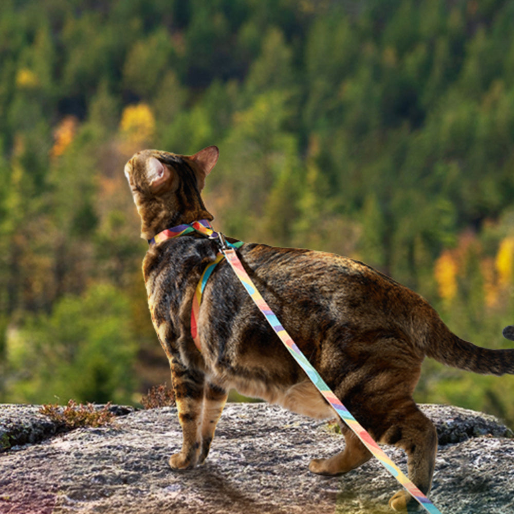 Cat Harness and Leash Set Escape Proof Adjustable Strap H-Shaped Harness Rainbow