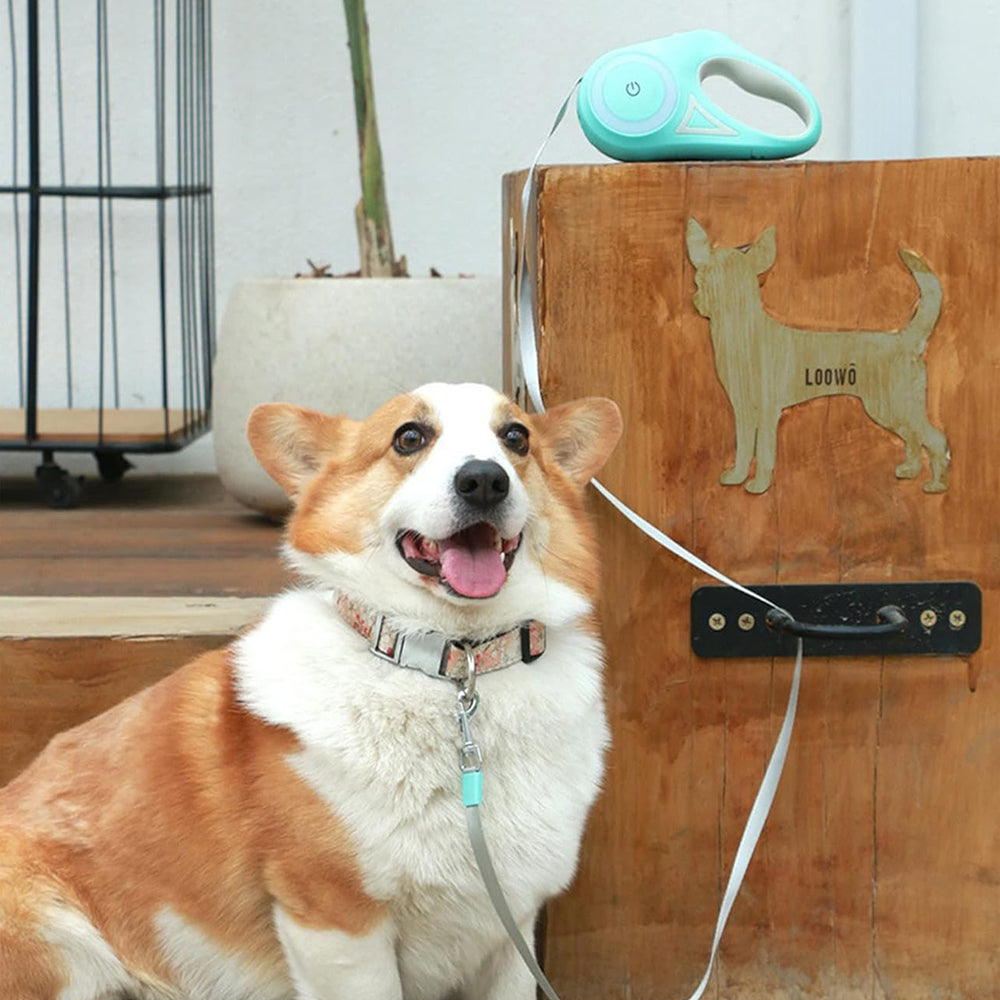 RGB 5M Extendable Retractable Dog Leash LED Lockable Training Lead Rope Green