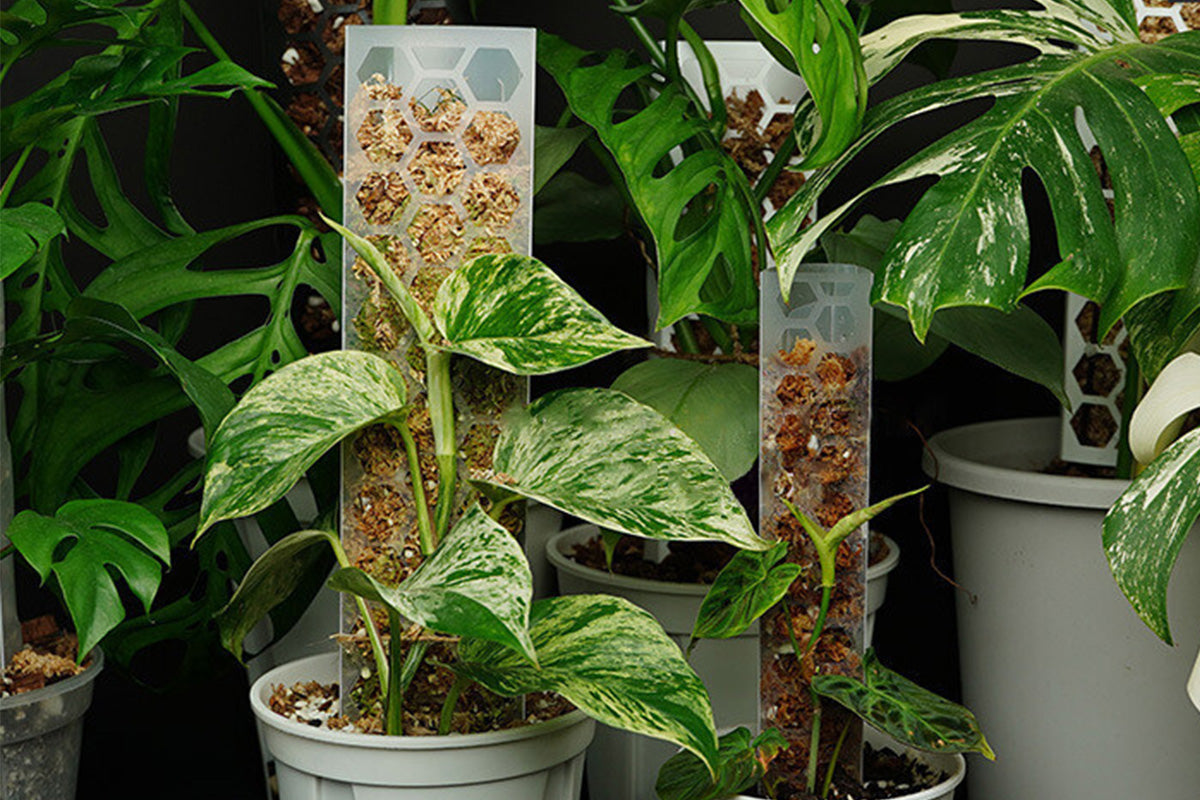 Moss Pole Plant Extension Support Tall Plant Sticks Support for Climbing Plants