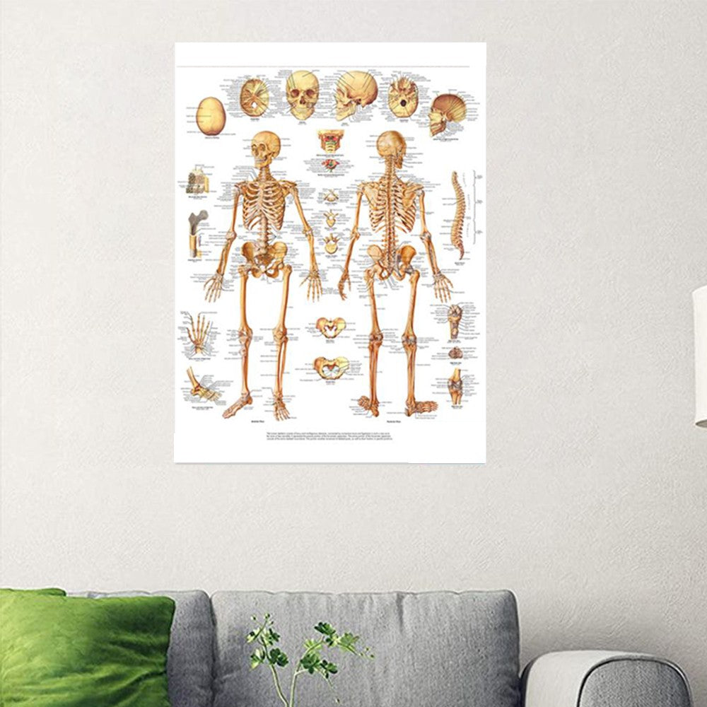 Skeletal System Poster Human Skeleton Poster Anatomical Chart Skeleton Anatomy Poster