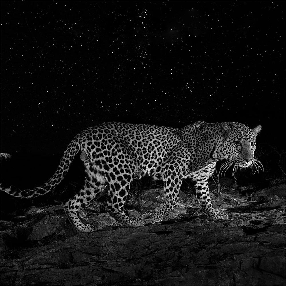 1080P HD Trail Camera Hunting Camera Wildlife Monitoring Camera IR Night Vision Yard Surveillance Camera