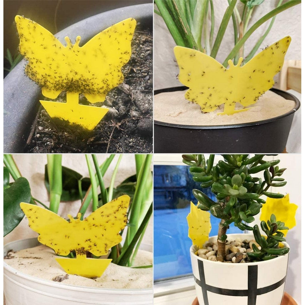 10PCS Sticky Fruit Fly Trap Bug Killers for Plant