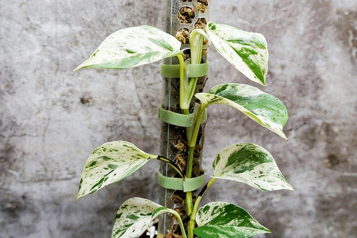 Moss Pole Plant Extension Support Tall Plant Sticks Support for Climbing Plants