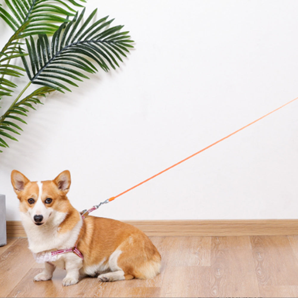 RGB 5M Extendable Retractable Dog Leash LED Lockable Training Lead Rope Orange