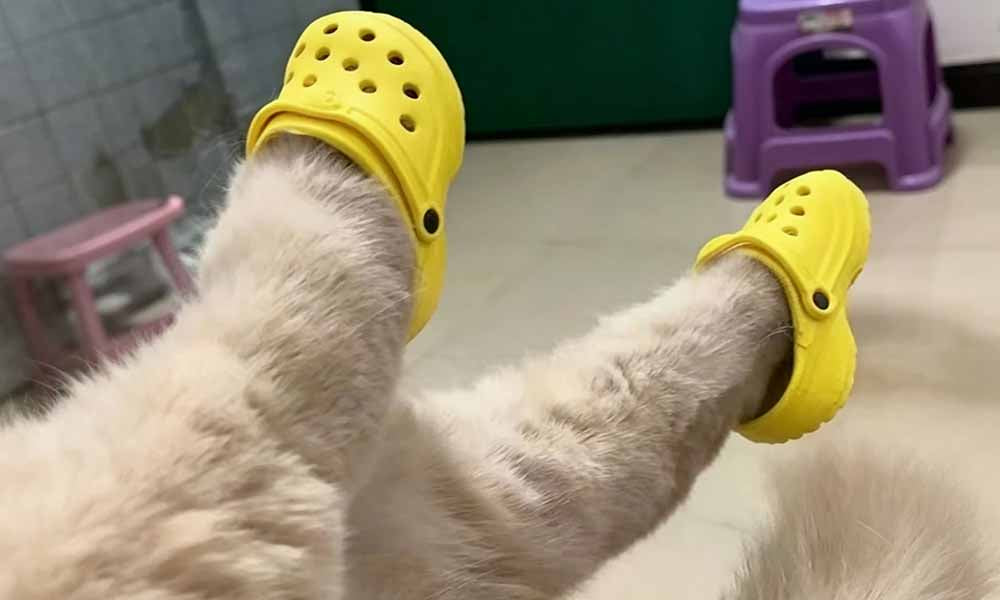 2 Pairs Dog Hole Shoe Comfortable Dog Cat Rain Boots Pet Sandals Running
