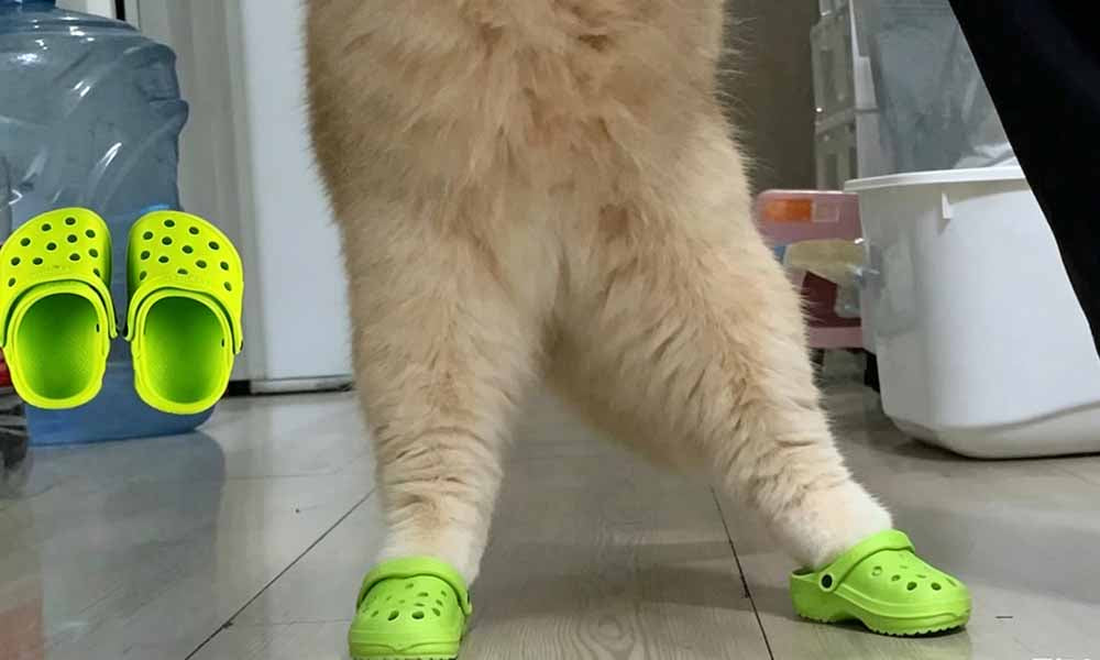 2 Pairs Dog Hole Shoe Comfortable Dog Cat Rain Boots Pet Sandals Running