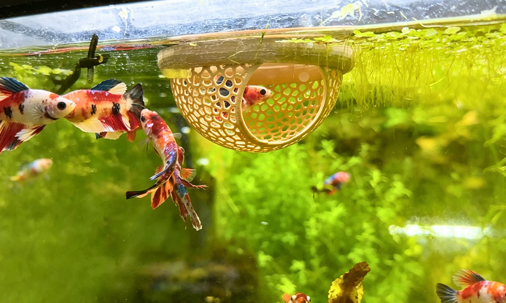 4 PCS 3D Floating Aquarium Feeding Rings and Fish Caves