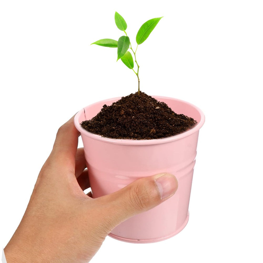 3-Piece Metal Flower Pot Set Herb Plant Planter with 10 Mini Chalkboard Stakes