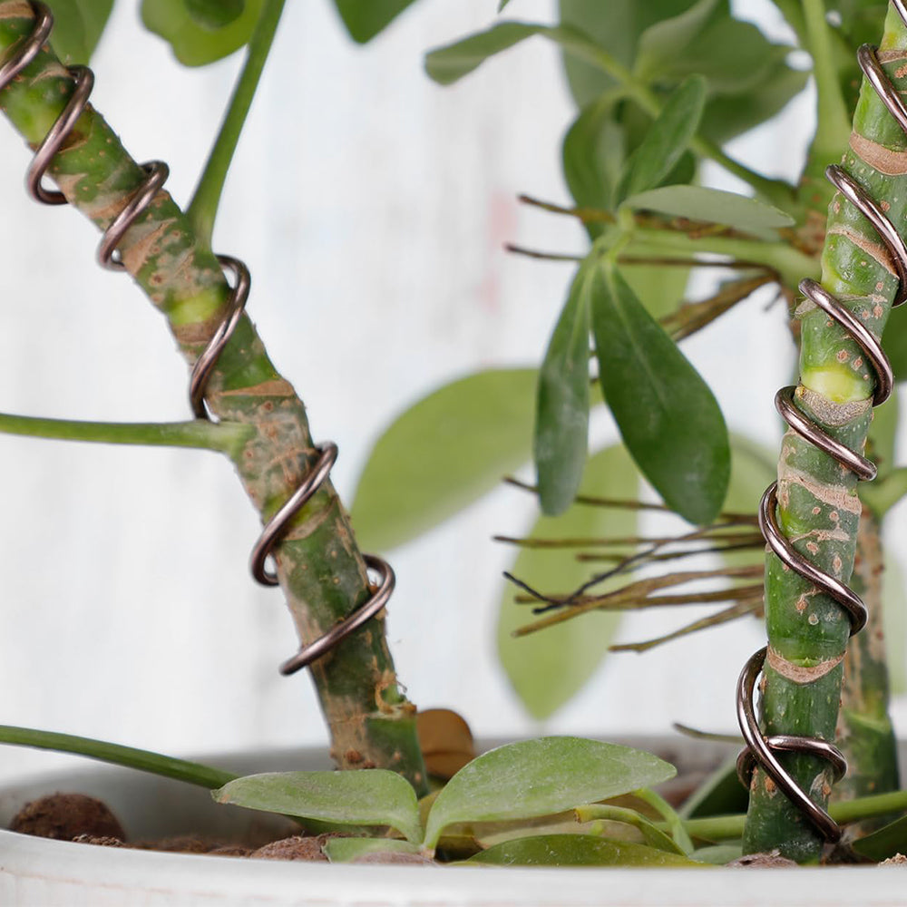 2 Roll 5m Bonsai Aluminium Wire Plant Styling Training Wire Fastener Tool Coffee