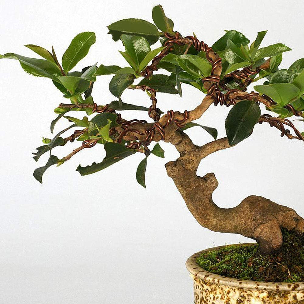 2 Roll 5m Bonsai Aluminium Wire Plant Styling Training Wire Fastener Tool Coffee