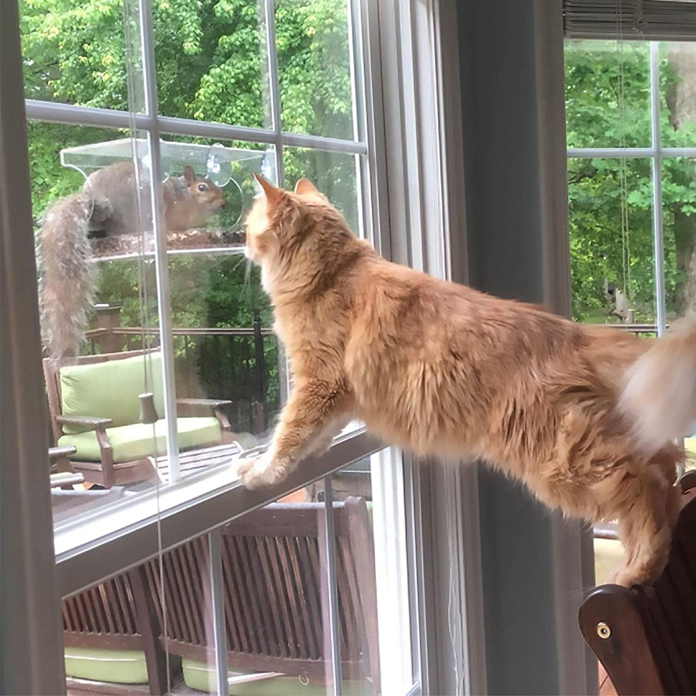 Acrylic Transparent Window Bird Feeder with 3 Suction Cups