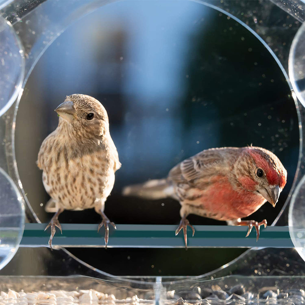 Acrylic Transparent Window Bird Feeder with 4 Suction Cups