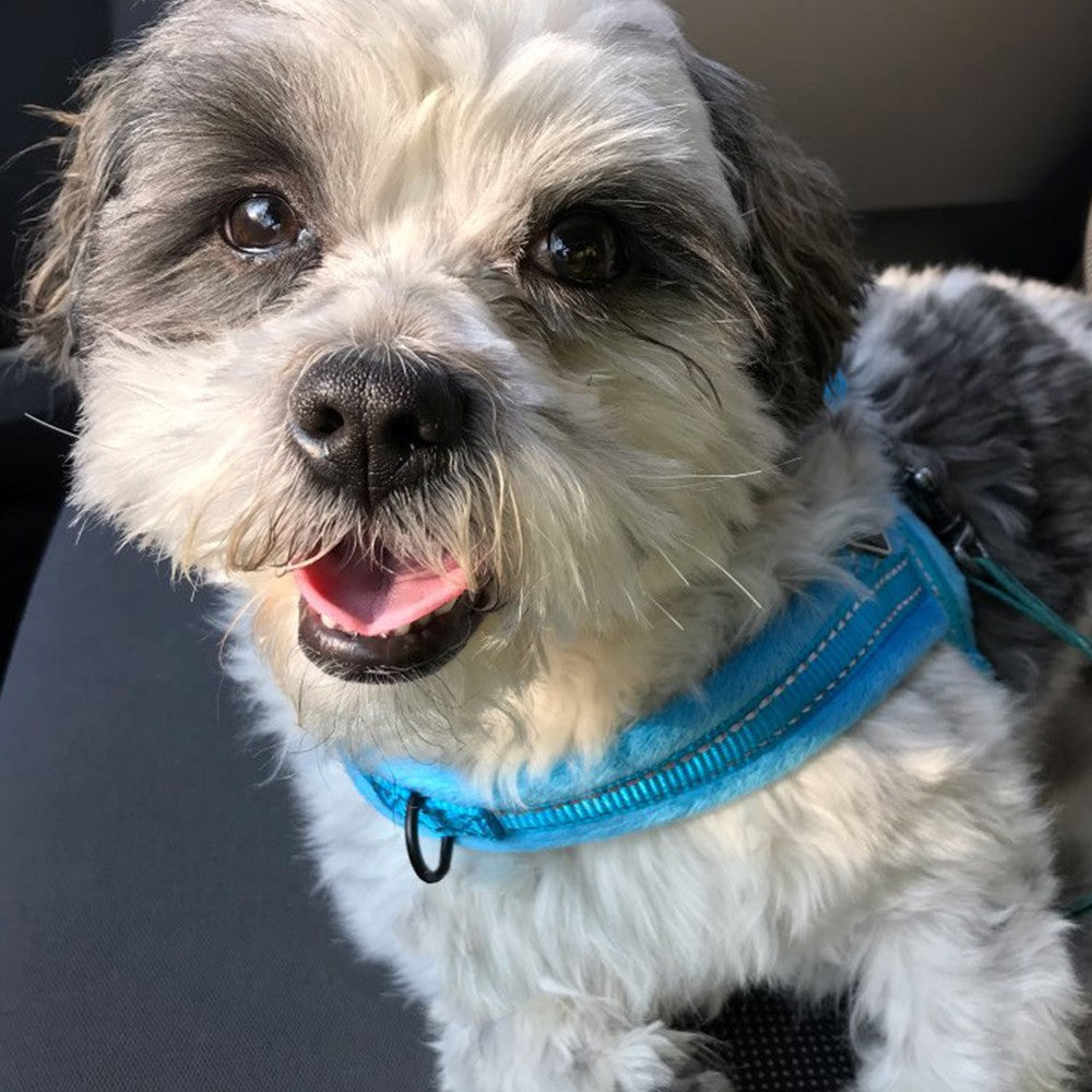 No Pull Pet Dog Harness and Leash Set Plush Padded Pet Vest with Reflective Strip Blue XL