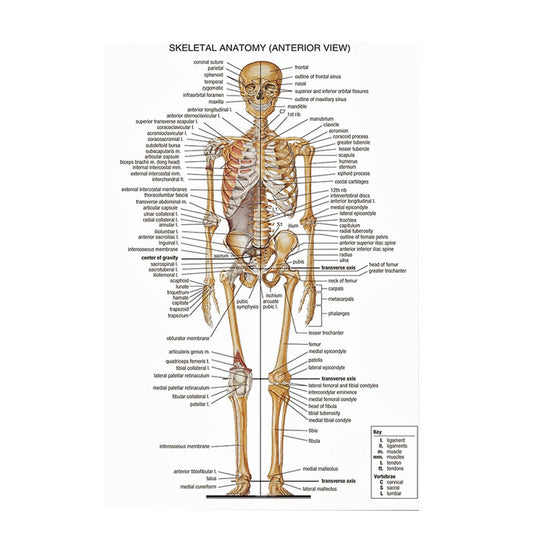 Anterior View Skeletal Anatomy Poster Human Skeleton Poster Anatomical Chart Skeleton Anatomy Poster