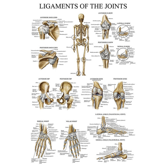 Ligaments of the Joints Poster Human Skeleton Poster Anatomical Chart Skeleton Anatomy Poster