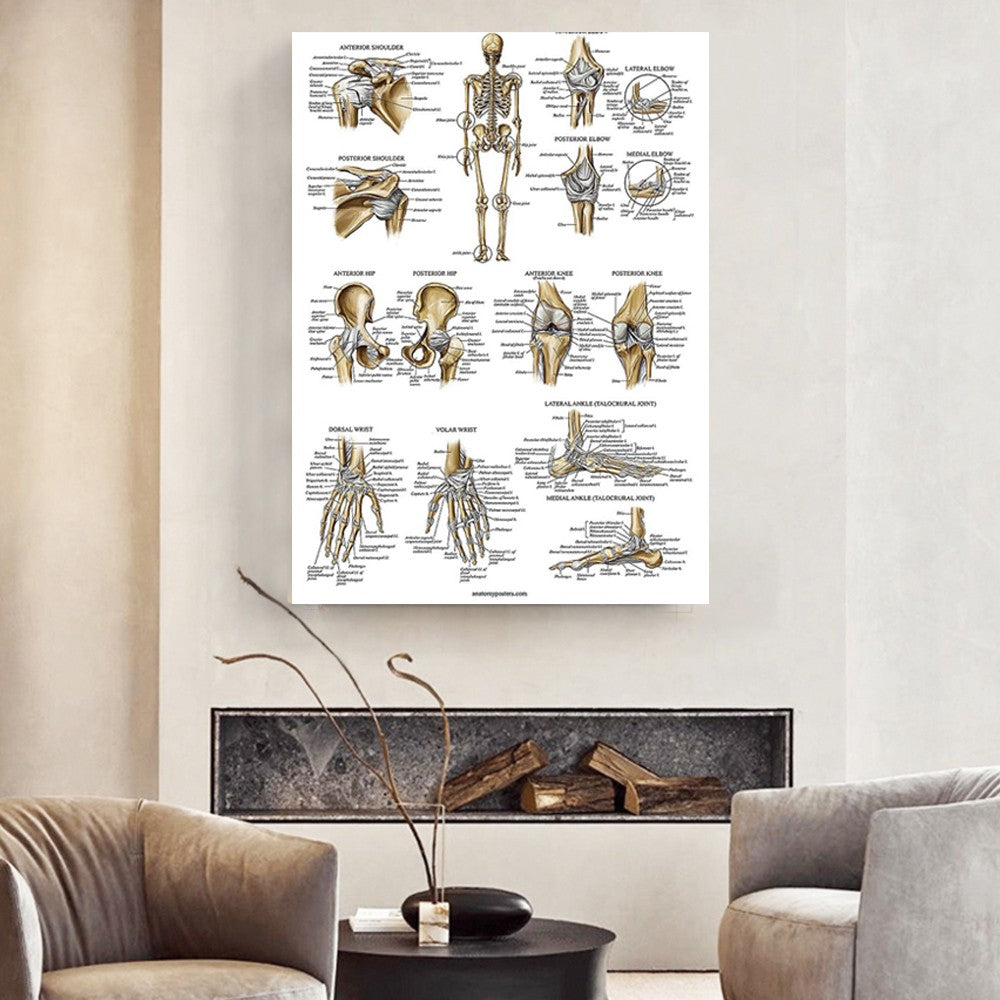 Ligaments of the Joints Poster Human Skeleton Poster Anatomical Chart Skeleton Anatomy Poster