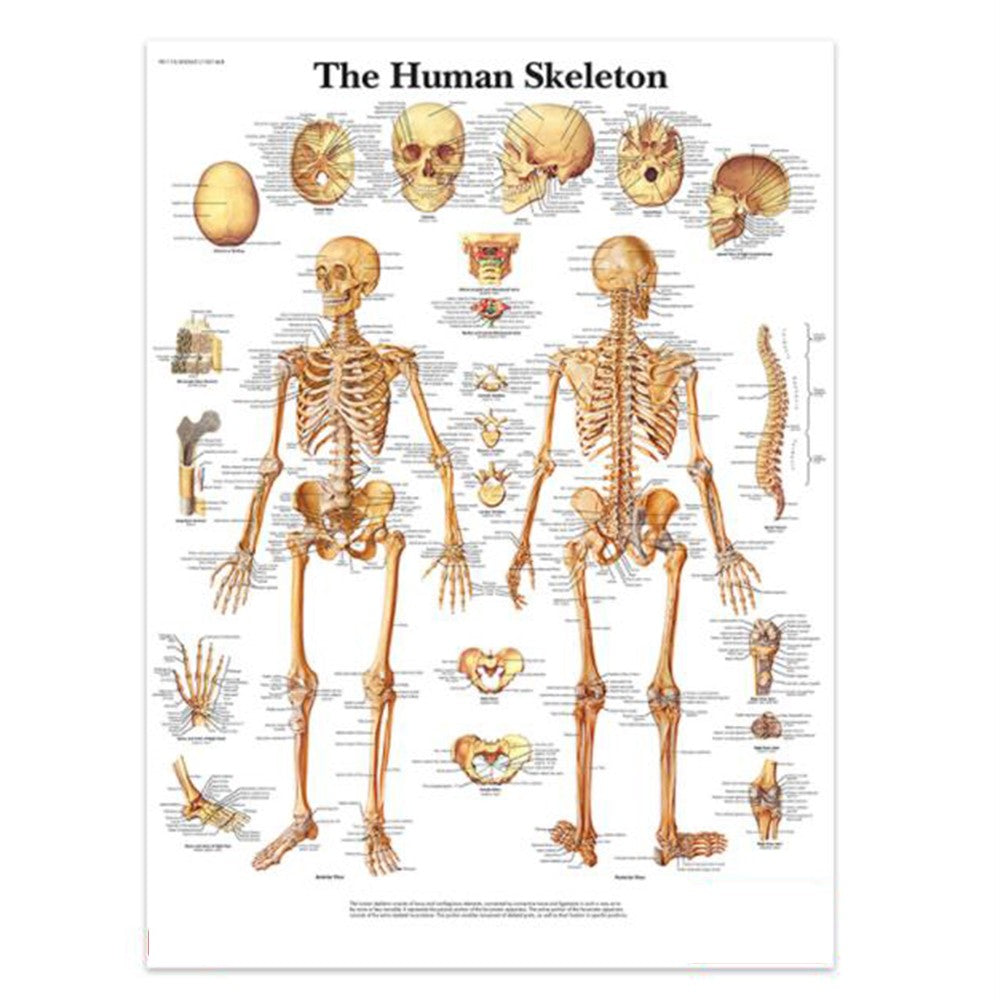 Skeletal System Poster Human Skeleton Poster Anatomical Chart Skeleton Anatomy Poster