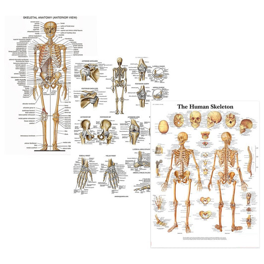 3Pcs Skeleton + Ligaments of the Joints Anatomy Poster Set Human Body System Anatomical Charts Educational Supplies