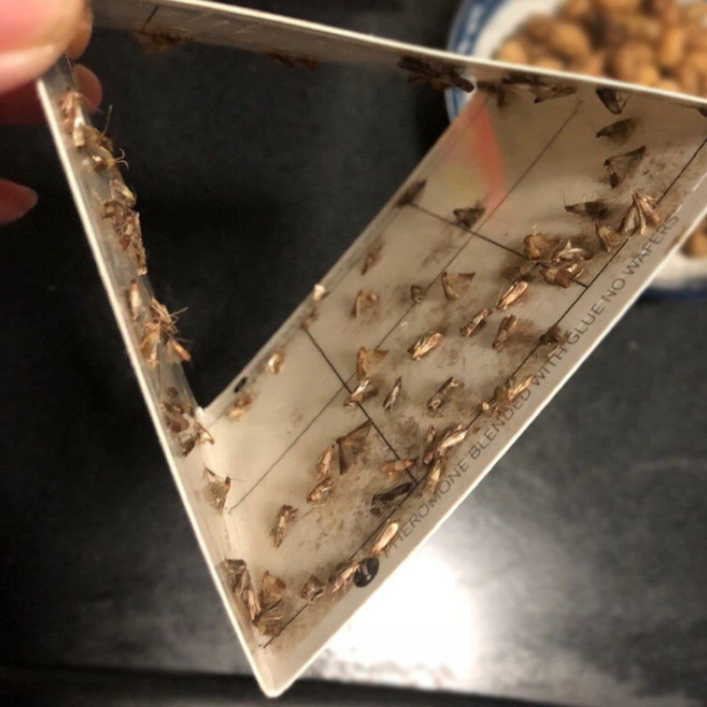 12Pcs Pantry Moth Traps with Female Pheromones Sticky Glue Moth Trap Pest Trap