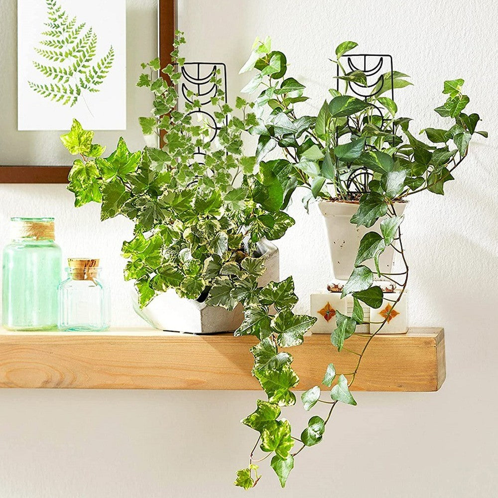 3Pcs Moon Phase Trellis for Climbing Plants Garden Plant Support Rack for Potted Plant