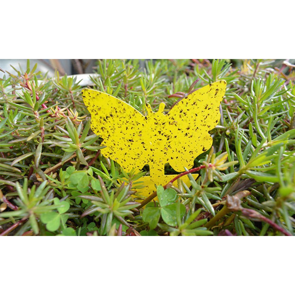 10Pcs Butterfly Shape Sticky Trap Insect Killer with 2pcs Holder