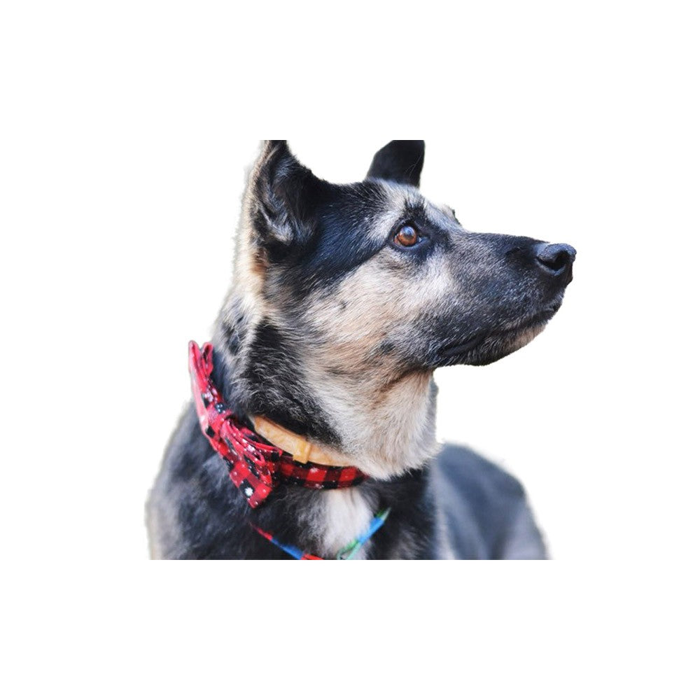 Christmas Xmas Pet Collar with Leash
