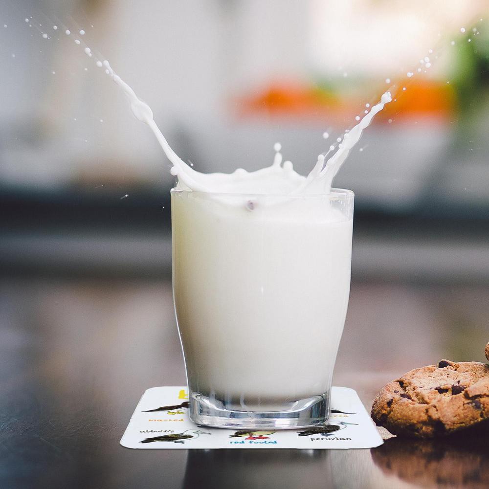 12Pcs Bird Pun Coasters Drink Coasters Non Slip Coffee Cup Mats Mug Pad