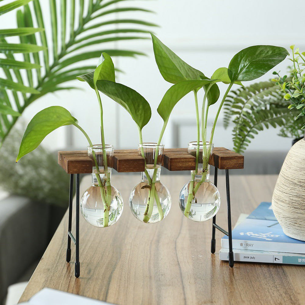Glass Terrarium Vase Hydroponic Plants Planter Terrarium Container Wooden Stand