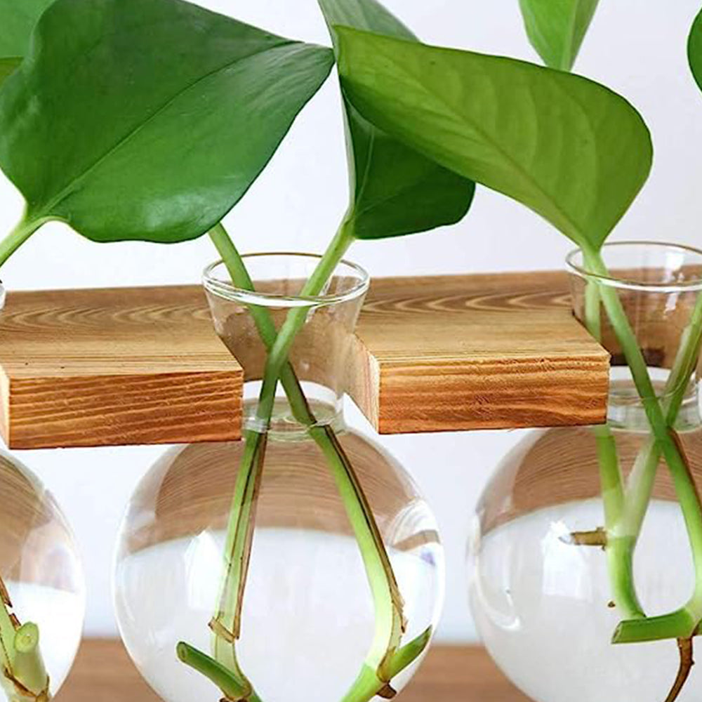 Glass Terrarium Vase Hydroponic Plants Planter Terrarium Container Wooden Stand