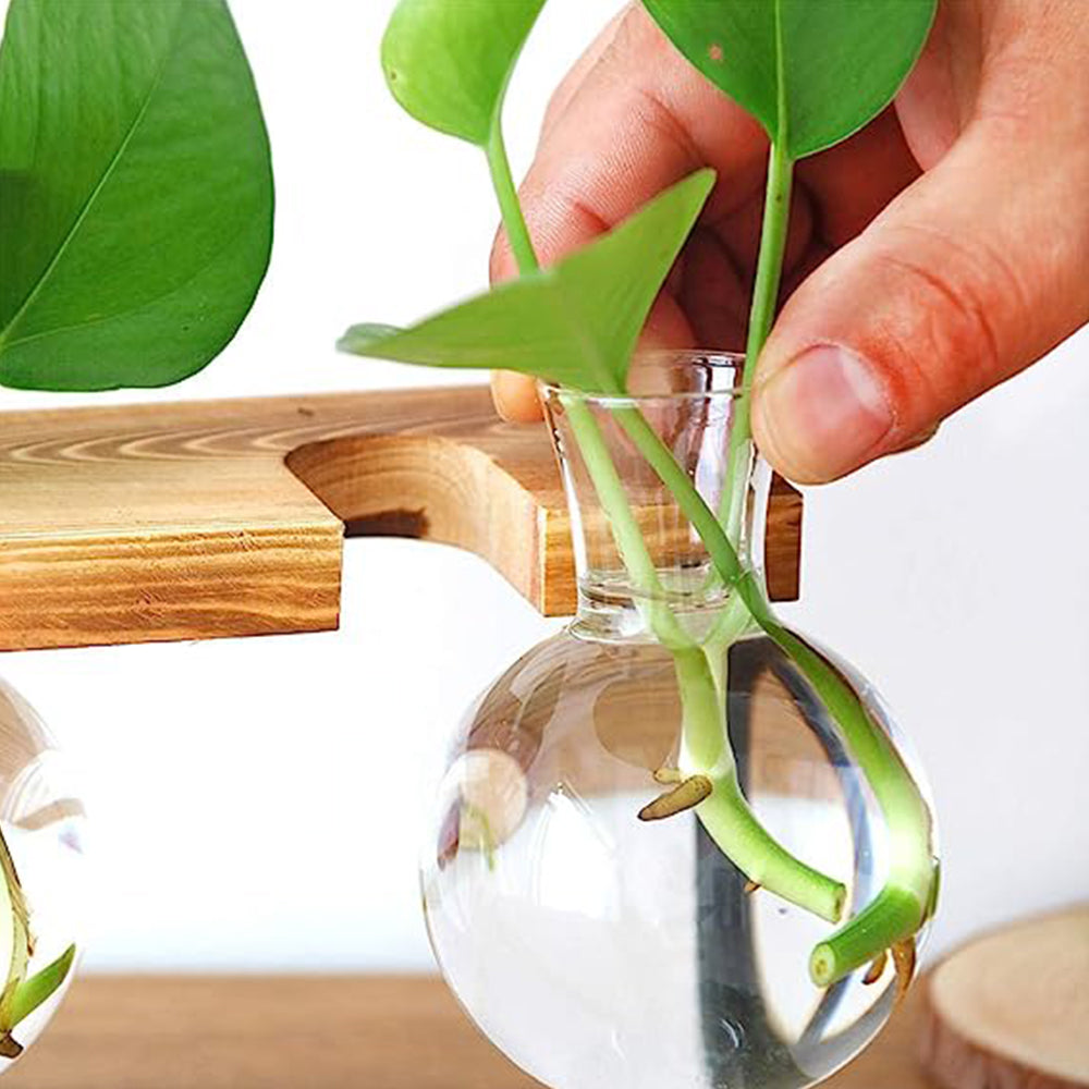 Glass Terrarium Vase Hydroponic Plants Planter Terrarium Container Wooden Stand
