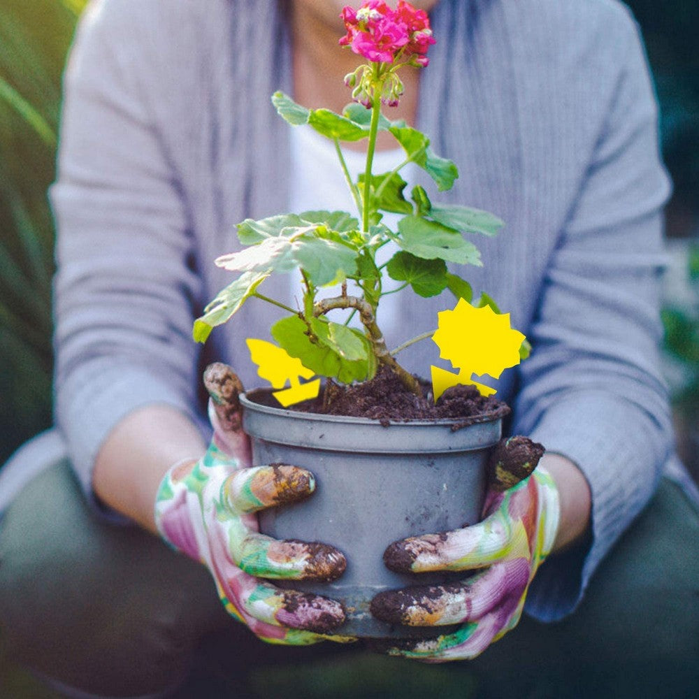 20PCS Sticky Fruit Fly Trap Bug Killers for Plant