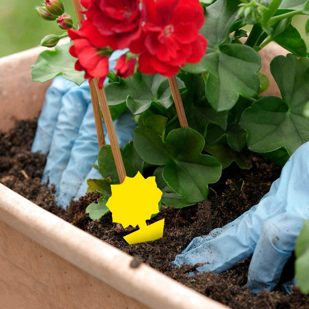 20PCS Sticky Fruit Fly Trap Bug Killers for Plant