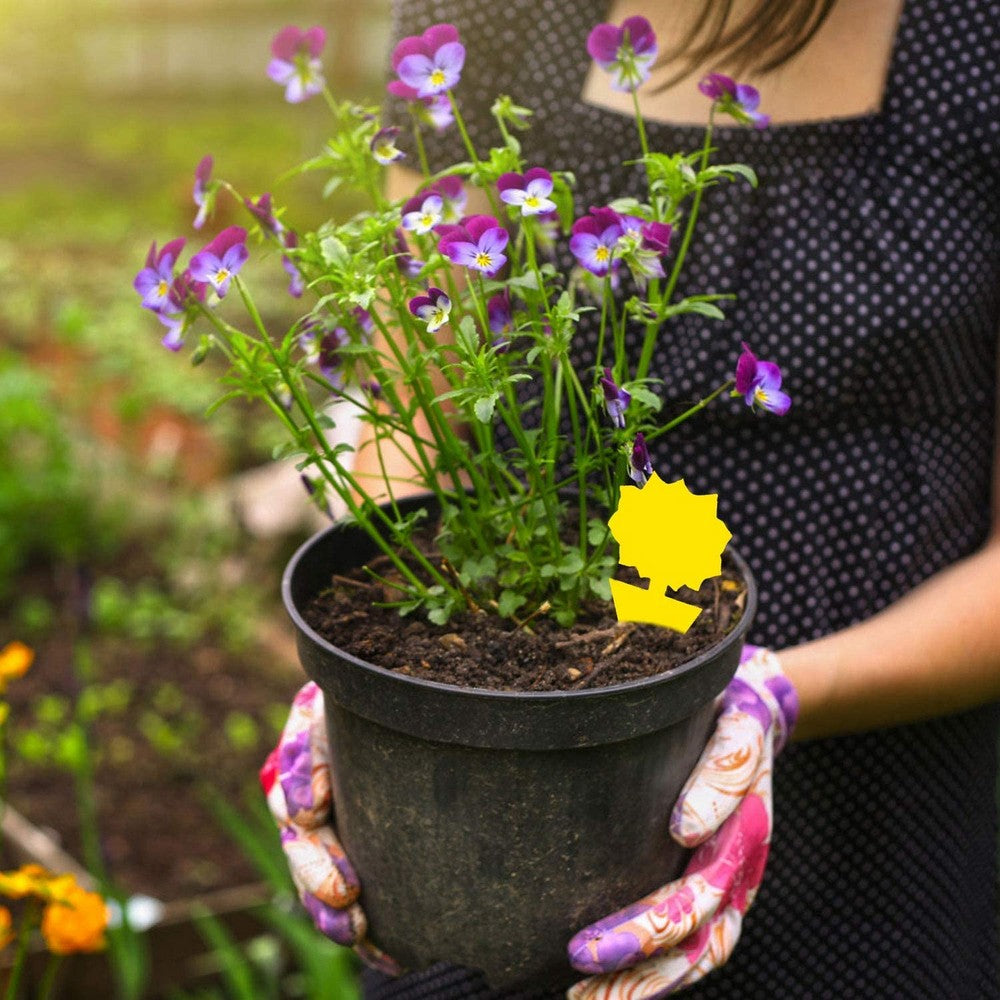 20PCS Sticky Fruit Fly Trap Bug Killers for Plant Style 1 Style 2