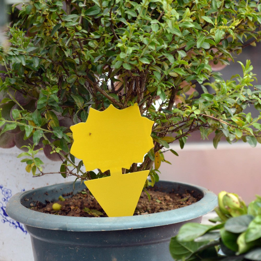 20PCS Sticky Fruit Fly Trap Bug Killers for Plant Style 1 Style 2