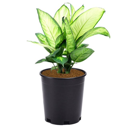 20Pcs Plant Flower Pots