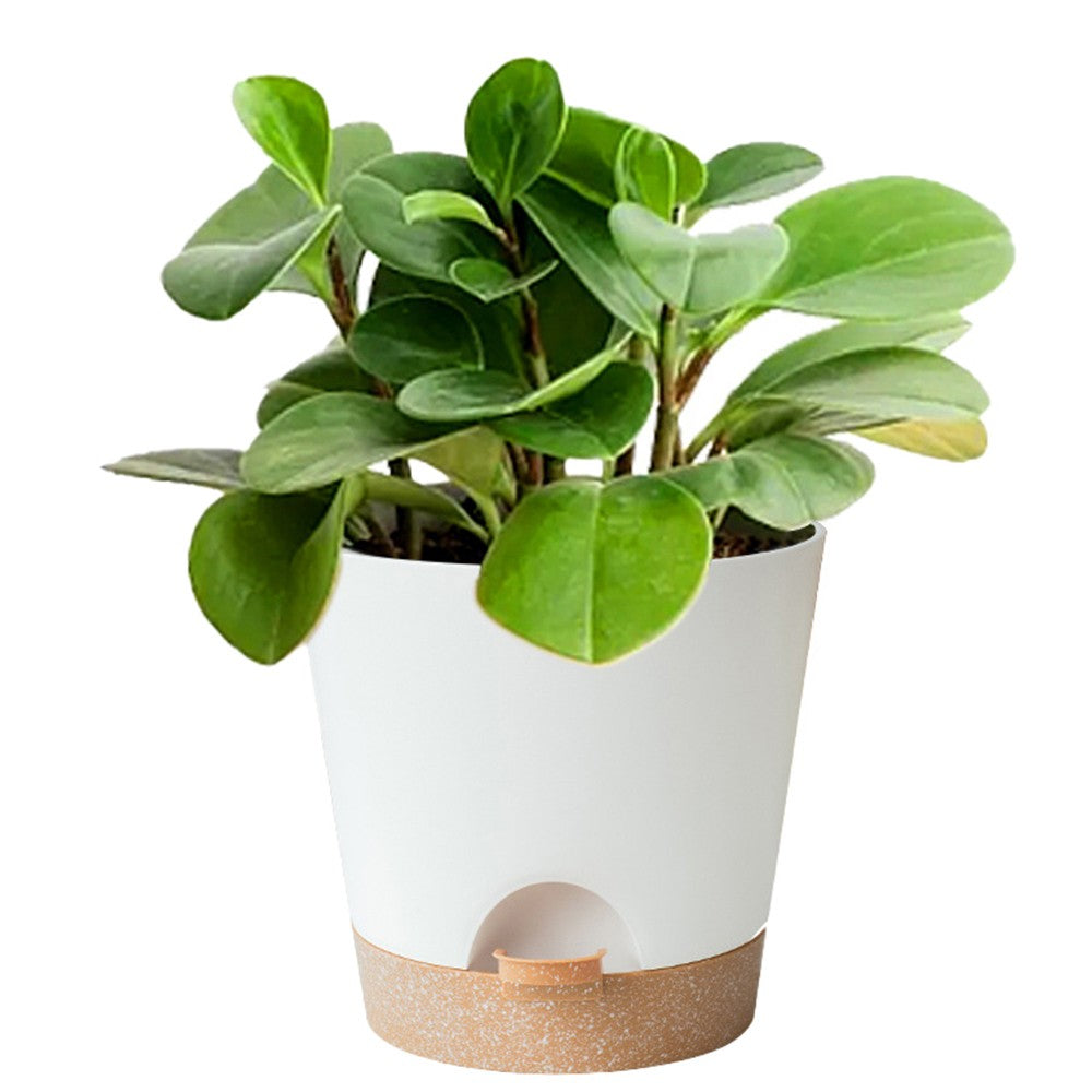 6Pcs Self Watering Pot Planters Garden Plastic Flower Pots with Drainage Hole White